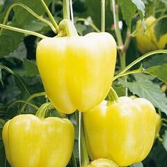 Paprika velkoplodá 'Belladona' F1 - Capsicum annuum 'Belladona' F1