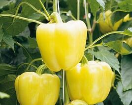 Paprika velkoplodá 'Belladona' F1