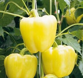 Paprika velkoplodá 'Belladona' F1