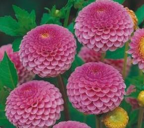 Jiřina 'Pompon Purple Rose'