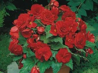 Begónie hlíznatá 'Nonstop Deep Scarlet' - Begonia tuberhybrida 'Nonstop Deep Scarlet'