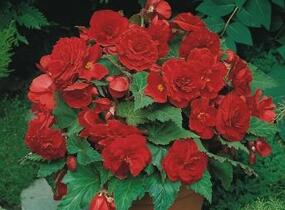Begónie hlíznatá 'Nonstop Deep Scarlet' - Begonia tuberhybrida 'Nonstop Deep Scarlet'