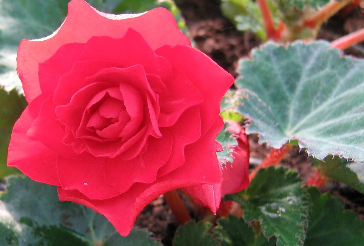 Begónie hlíznatá 'Nonstop Deep Scarlet' - Begonia tuberhybrida 'Nonstop Deep Scarlet'
