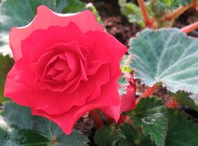 Begónie hlíznatá 'Nonstop Deep Scarlet' - Begonia tuberhybrida 'Nonstop Deep Scarlet'