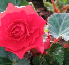 Begónie hlíznatá 'Nonstop Deep Scarlet'