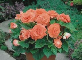 Begónie hlíznatá 'Nonstop Deep Salmon' - Begonia tuberhybrida 'Nonstop Deep Salmon'