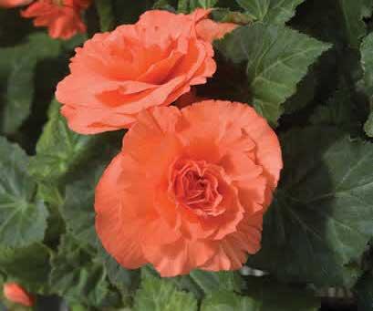 Begónie hlíznatá 'Nonstop Deep Salmon' - Begonia tuberhybrida 'Nonstop Deep Salmon'