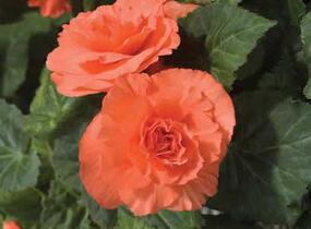 Begónie hlíznatá 'Nonstop Deep Salmon' - Begonia tuberhybrida 'Nonstop Deep Salmon'