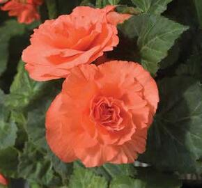 Begónie hlíznatá 'Nonstop Deep Salmon'