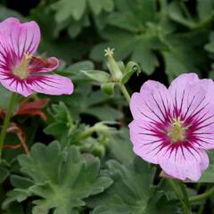 Kakost sivý 'Rothbury Gem' - Geranium cinereum 'Rothbury Gem'