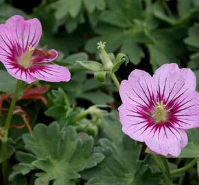 Kakost sivý 'Rothbury Gem' - Geranium cinereum 'Rothbury Gem'