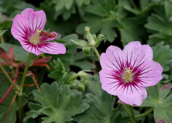 Kakost sivý 'Rothbury Gem' - Geranium cinereum 'Rothbury Gem'
