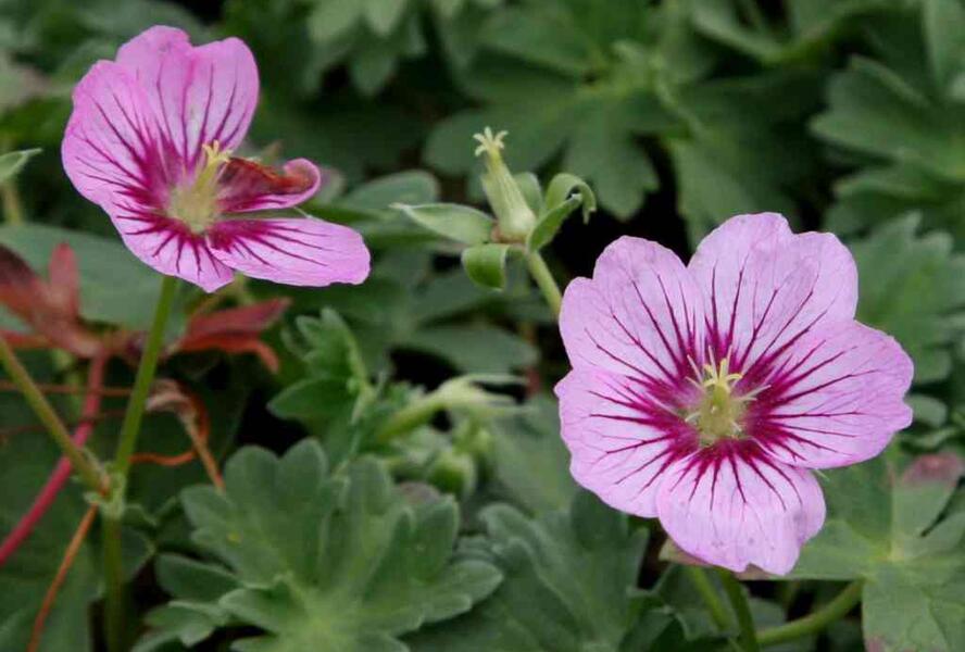 Kakost sivý 'Rothbury Gem' - Geranium cinereum 'Rothbury Gem'