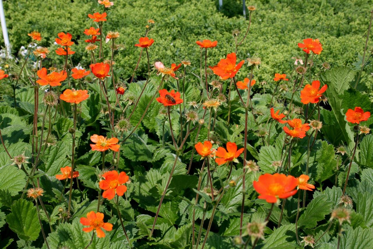 Kuklík šarlatový mix - Geum coccineum mix | Zahradnictví FLOS