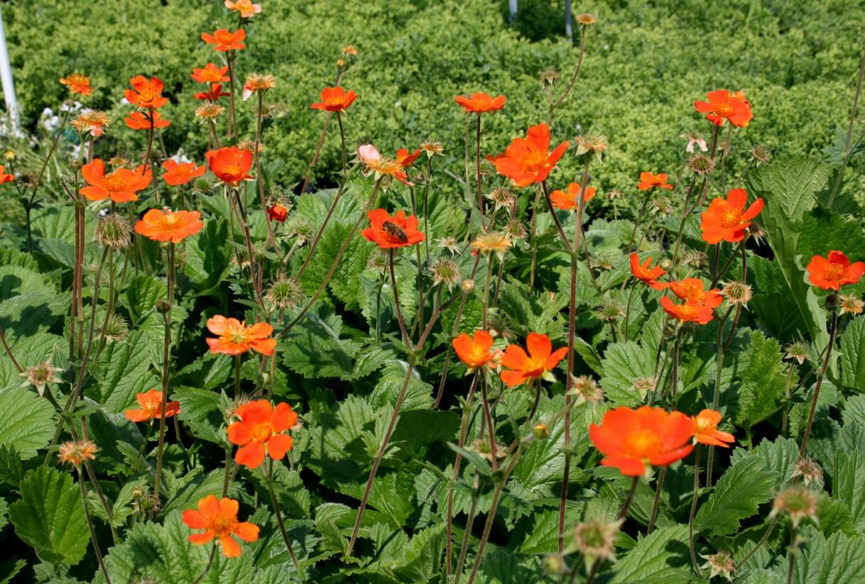 Kuklík šarlatový mix - Geum coccineum mix