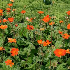 Kuklík šarlatový mix - Geum coccineum mix