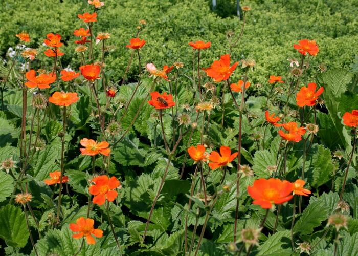 Kuklík šarlatový mix - Geum coccineum mix