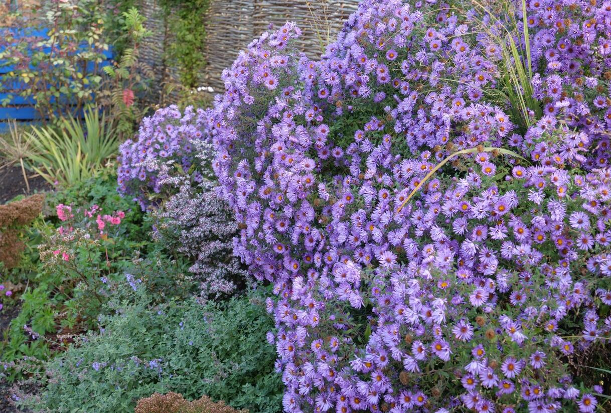 Hvězdnice novobelgická - modrá - Aster novi-belgii - modrá