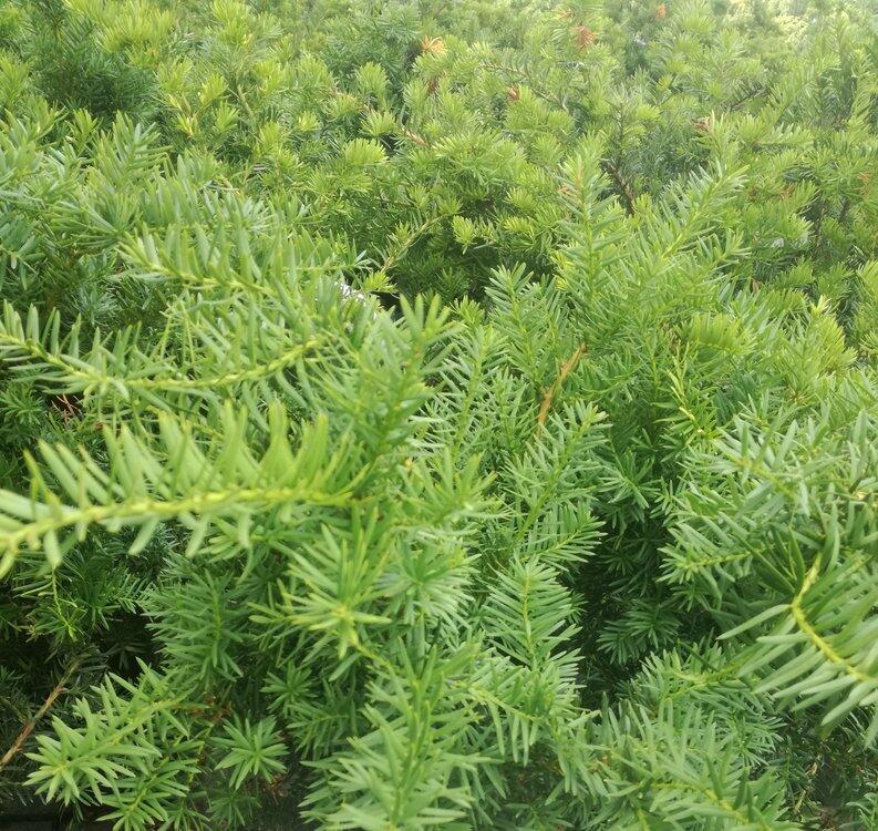 Tis prostřední 'Green Mountain' - Taxus media 'Green Mountain'