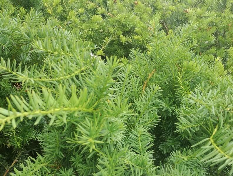 Tis prostřední 'Green Mountain' - Taxus media 'Green Mountain'