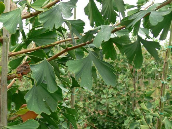 Jinan dvoulaločný 'Tremonia' - Ginkgo biloba 'Tremonia'