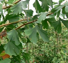 Jinan dvoulaločný 'Tremonia' - Ginkgo biloba 'Tremonia'