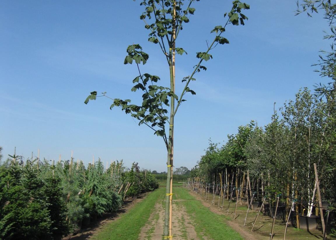 Javor pensylvánský - Acer pensylvanicum