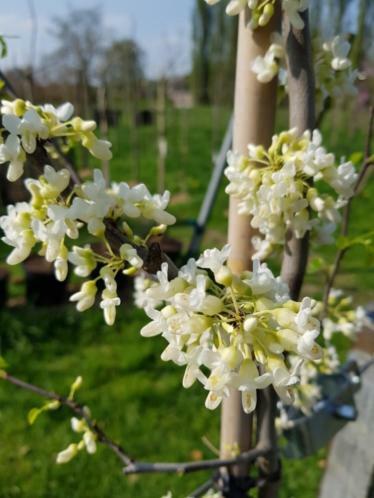 Zmarlika kanadská 'Vanilla Twist' - Cercis canadensis 'Vanilla Twist'