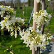 Zmarlika kanadská 'Vanilla Twist' - Cercis canadensis 'Vanilla Twist'