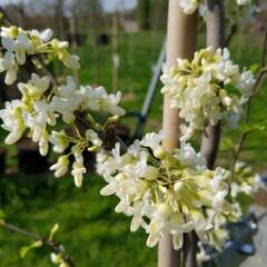 Zmarlika kanadská 'Vanilla Twist' - Cercis canadensis 'Vanilla Twist'