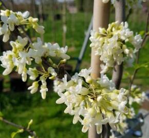 Zmarlika kanadská 'Vanilla Twist' - Cercis canadensis 'Vanilla Twist'