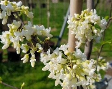 Zmarlika kanadská 'Vanilla Twist'