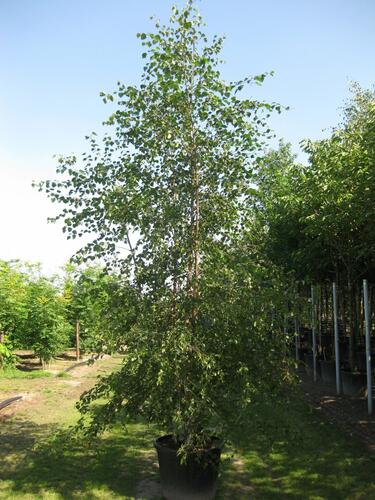 Bříza pýřitá - Betula pubescens