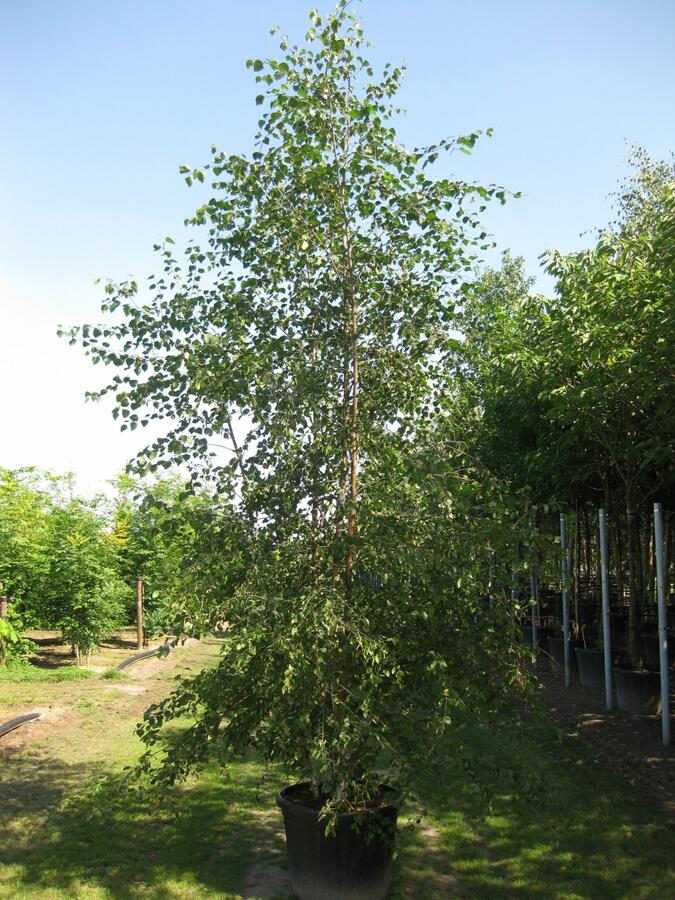 Bříza pýřitá - Betula pubescens