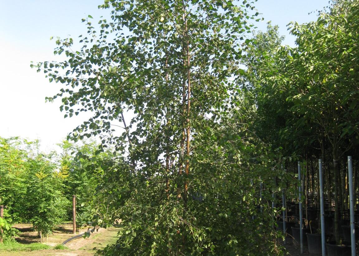 Bříza pýřitá - Betula pubescens
