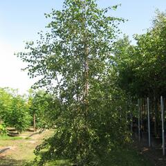 Bříza pýřitá - Betula pubescens