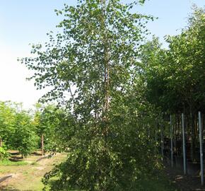 Bříza pýřitá - Betula pubescens