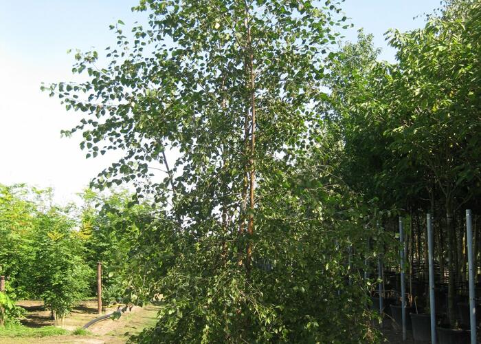 Bříza pýřitá - Betula pubescens