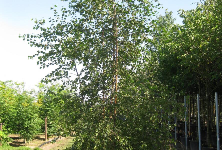 Bříza pýřitá - Betula pubescens