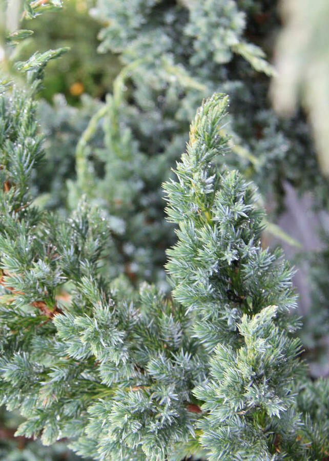 Jalovec šupinatý 'Meyeri' - Juniperus squamata 'Meyeri'