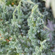 Jalovec šupinatý 'Meyeri' - Juniperus squamata 'Meyeri'
