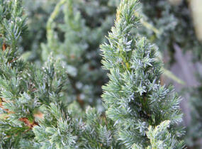 Jalovec šupinatý 'Meyeri' - Juniperus squamata 'Meyeri'