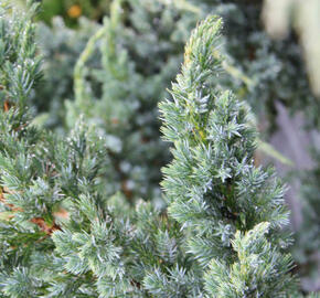 Jalovec šupinatý 'Meyeri' - Juniperus squamata 'Meyeri'