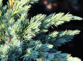 Jalovec šupinatý 'Meyeri' - Juniperus squamata 'Meyeri'