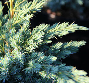 Jalovec šupinatý 'Meyeri' - Juniperus squamata 'Meyeri'