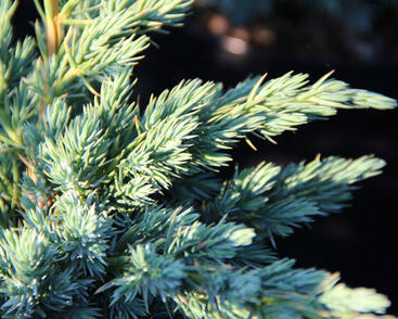 Jalovec šupinatý 'Meyeri'