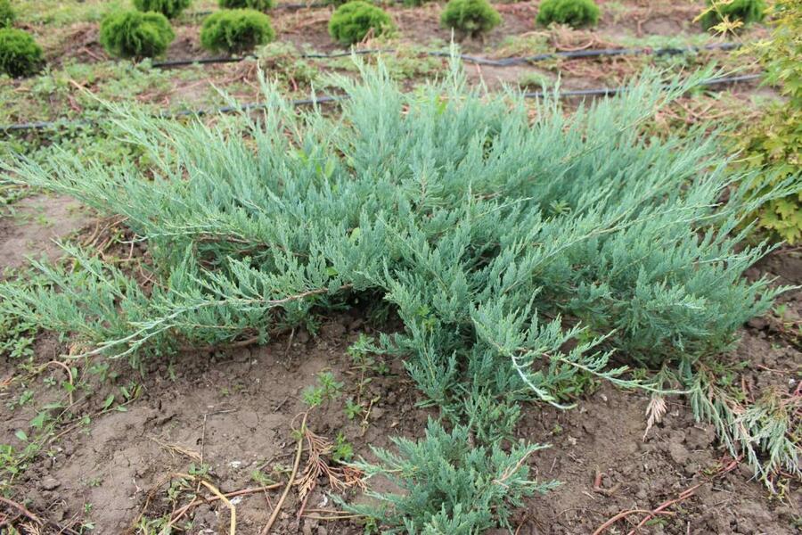 Jalovec polehlý 'Hughes' - Juniperus horizontalis 'Hughes'