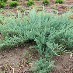 Jalovec polehlý 'Hughes' - Juniperus horizontalis 'Hughes'