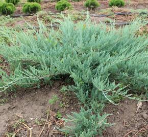 Jalovec polehlý 'Hughes' - Juniperus horizontalis 'Hughes'