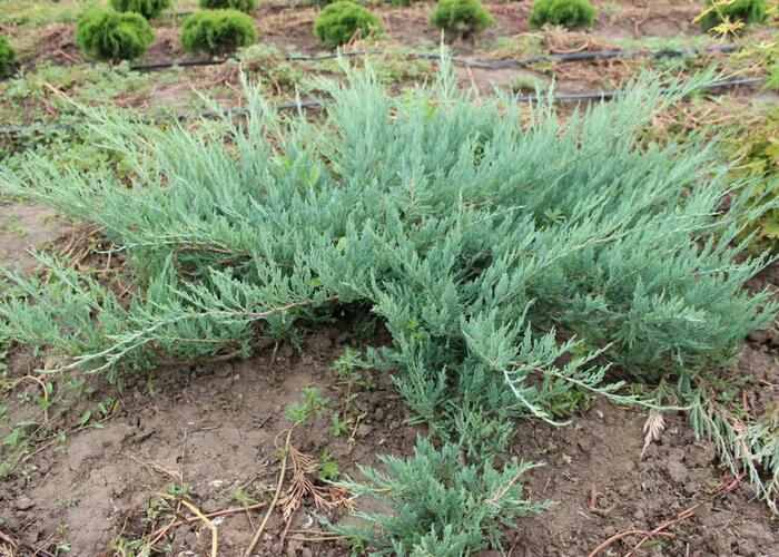 Jalovec polehlý 'Hughes' - Juniperus horizontalis 'Hughes'
